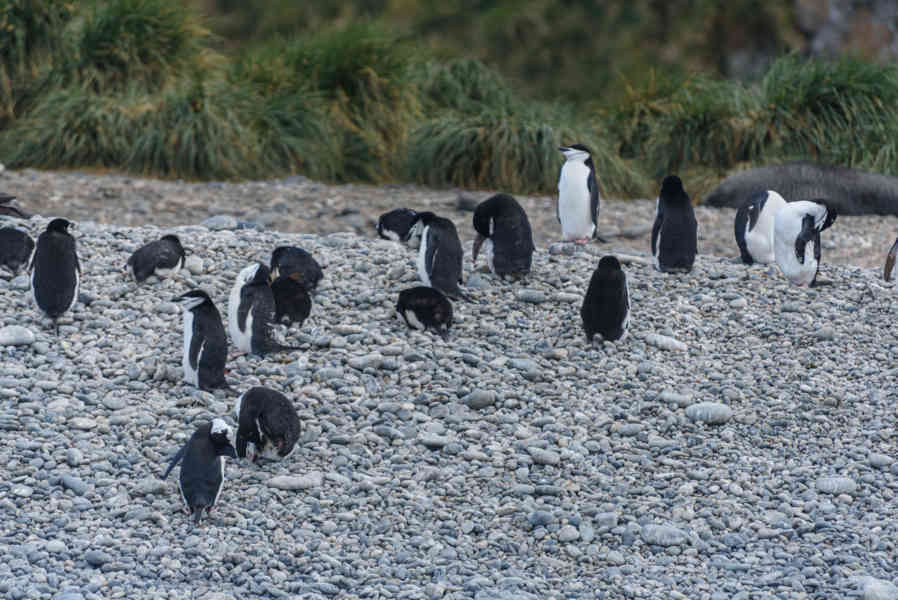 Pingüino Chinstrap - islas Georgias del Sur 05.jpg